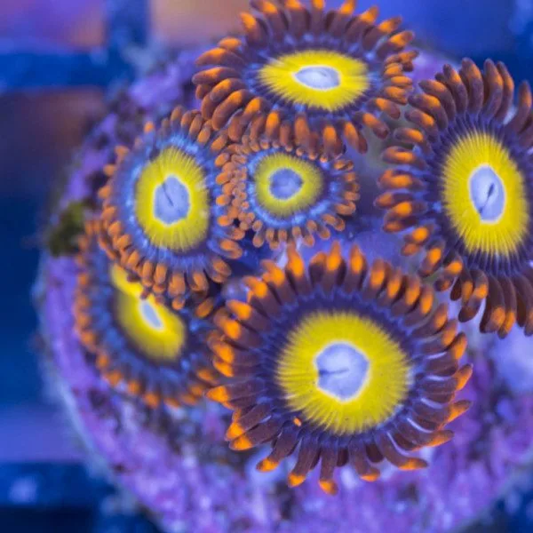 Frag Box Corals