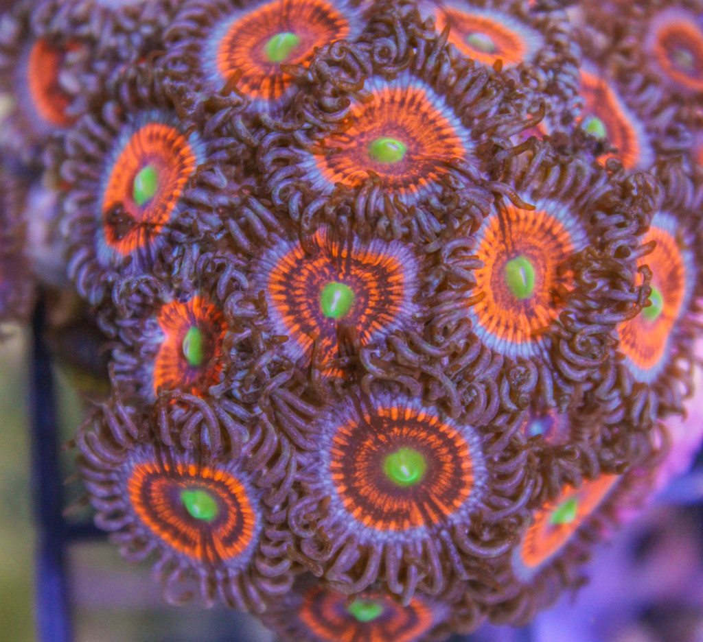 Frag Box Corals