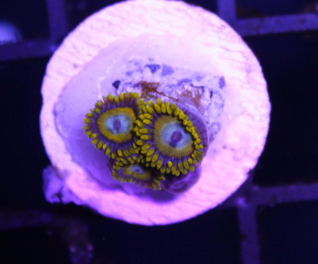 Frag Box Corals