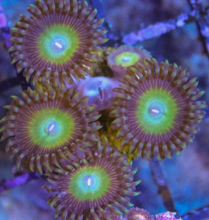 Frag Box Corals