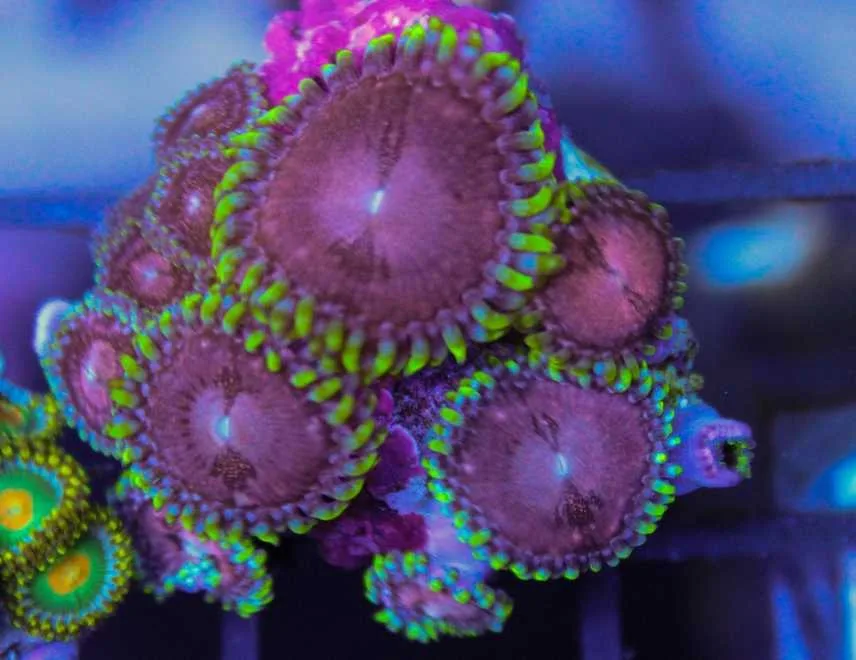 Frag Box Corals