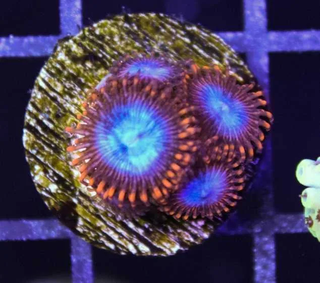 Frag Box Corals