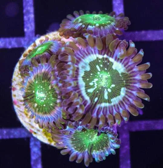 Frag Box Corals