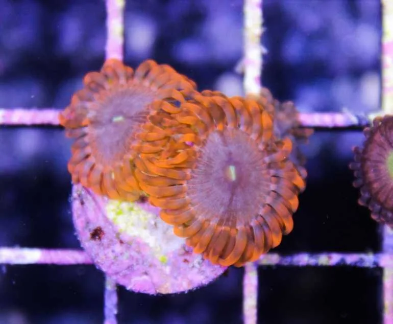 Frag Box Corals