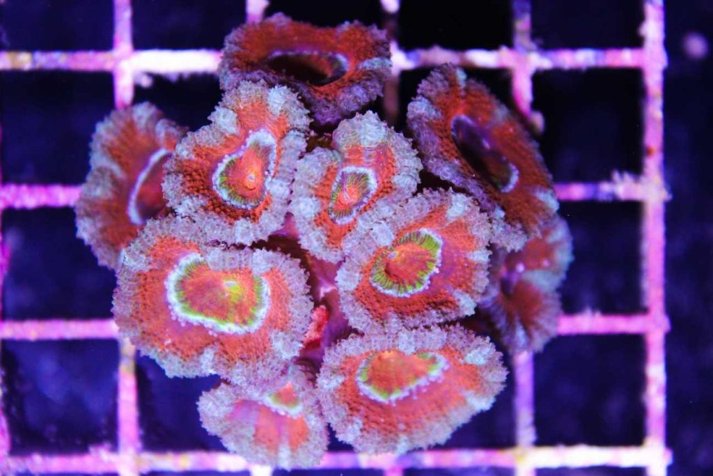 Frag Box Corals