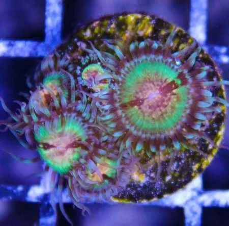 Frag Box Corals