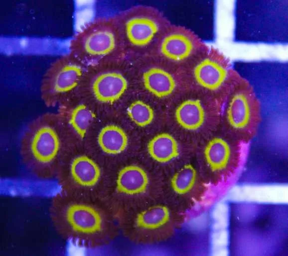 Frag Box Corals