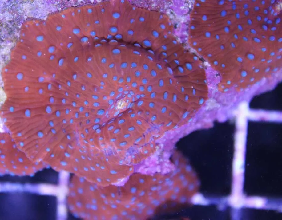 Frag Box Corals