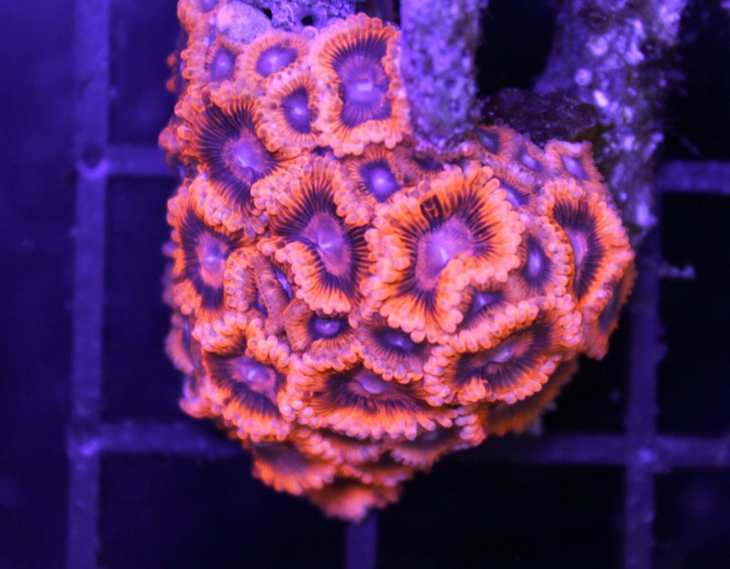 Frag Box Corals