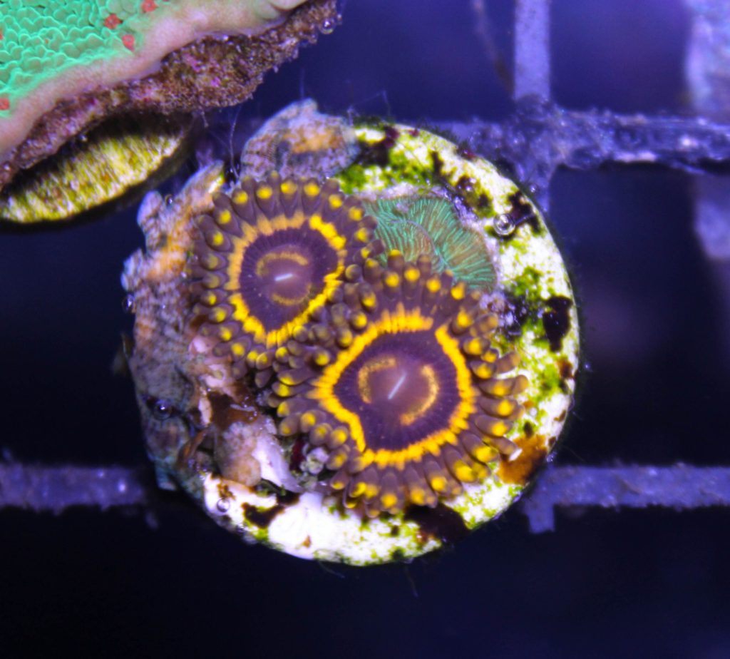 Frag Box Corals