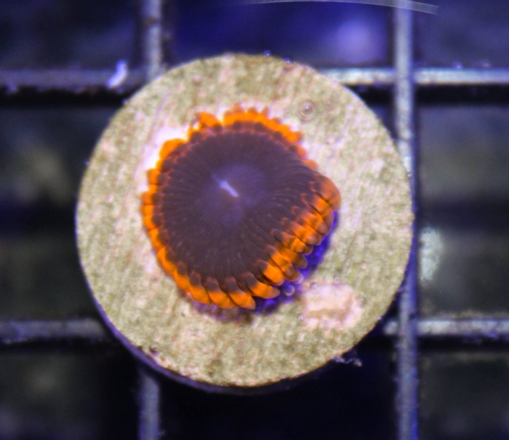 Frag Box Corals