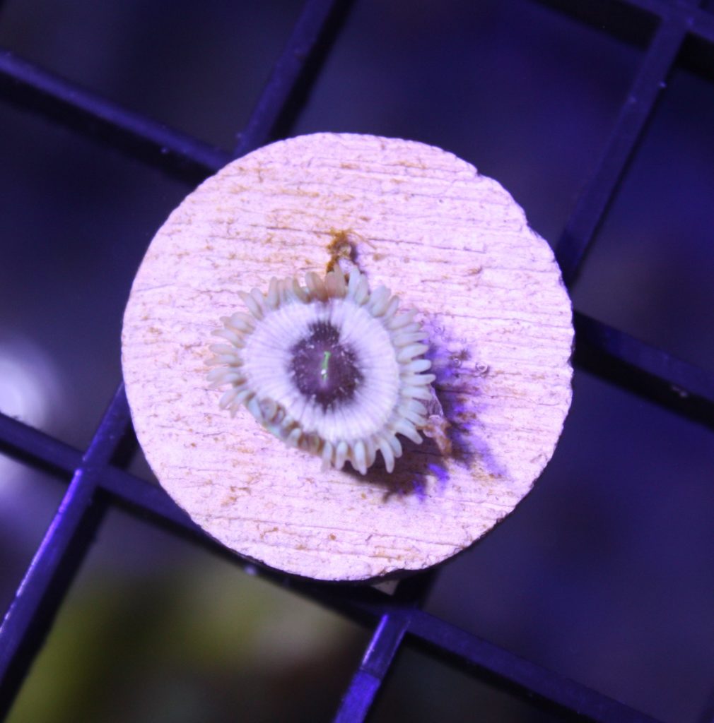 Frag Box Corals
