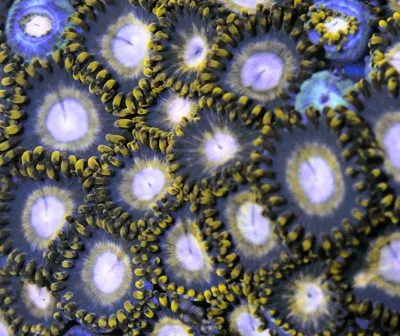 Frag Box Corals