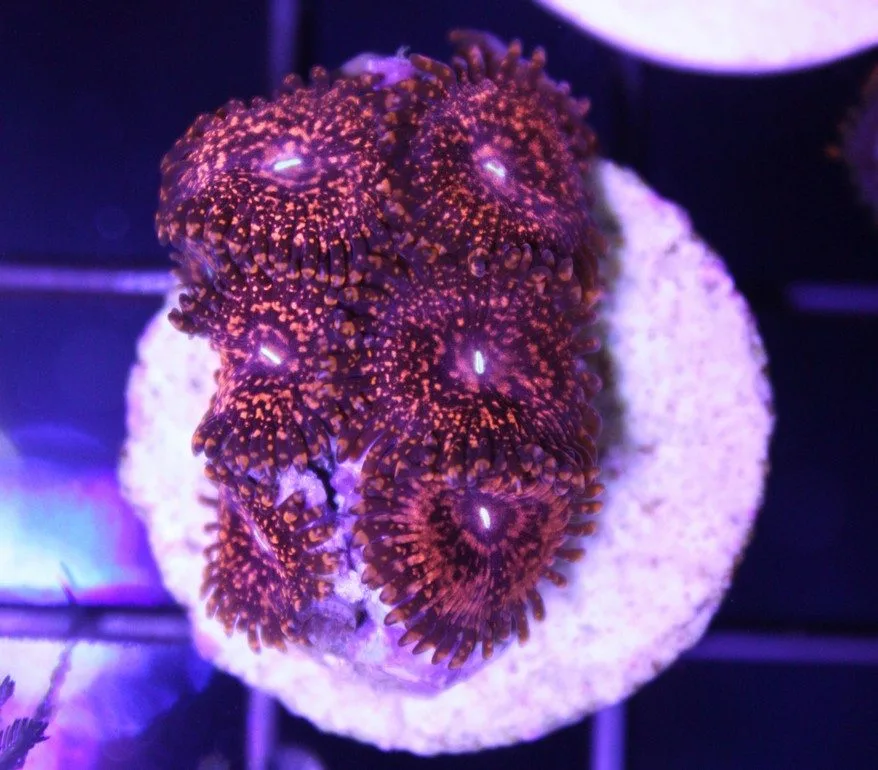 Frag Box Corals