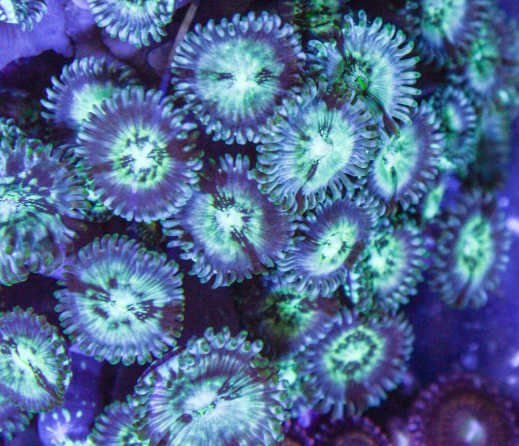 Frag Box Corals