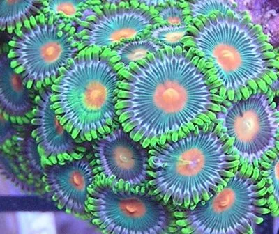 Frag Box Corals