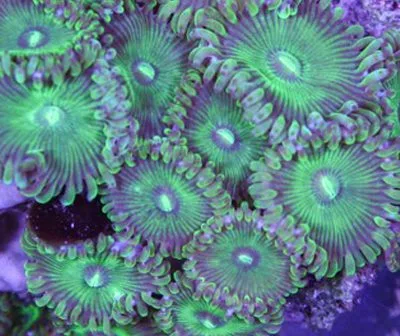 Frag Box Corals