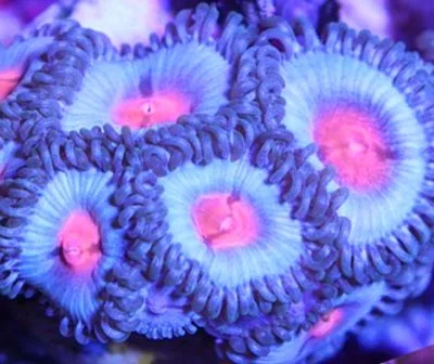 Frag Box Corals