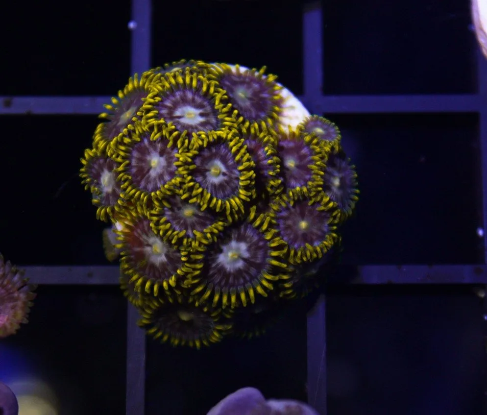 Frag Box Corals