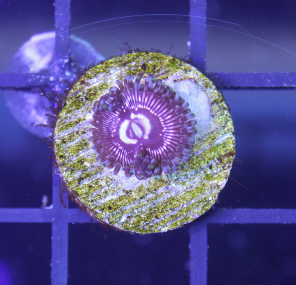 Frag Box Corals