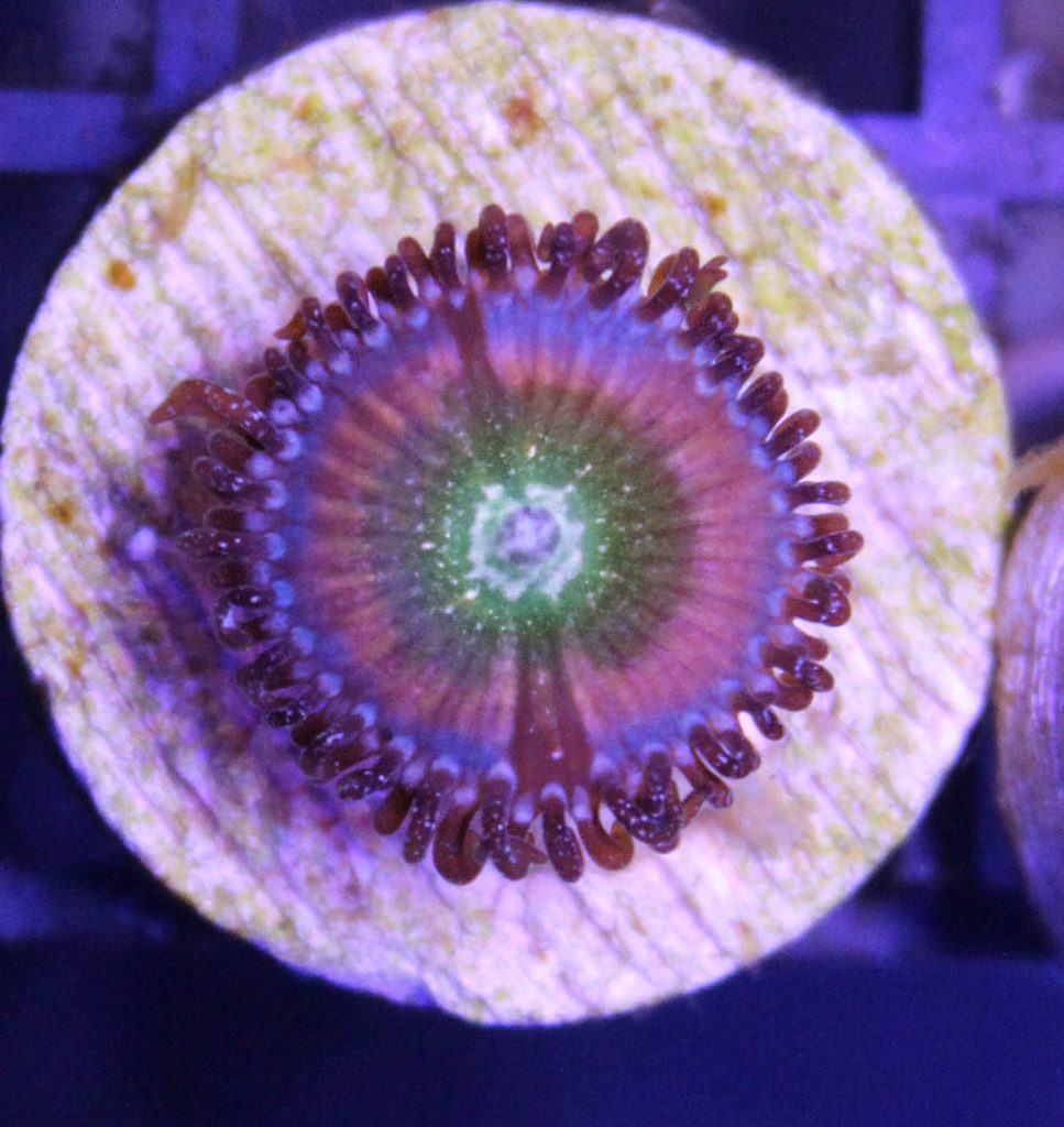 Frag Box Corals
