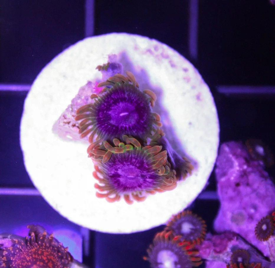Frag Box Corals