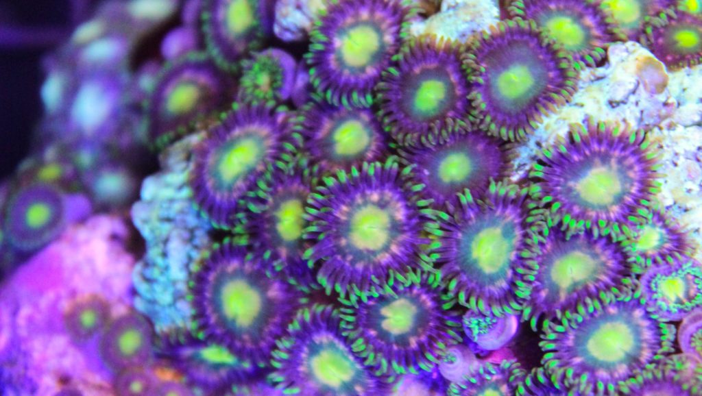 Frag Box Corals