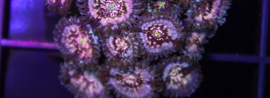 Frag Box Corals