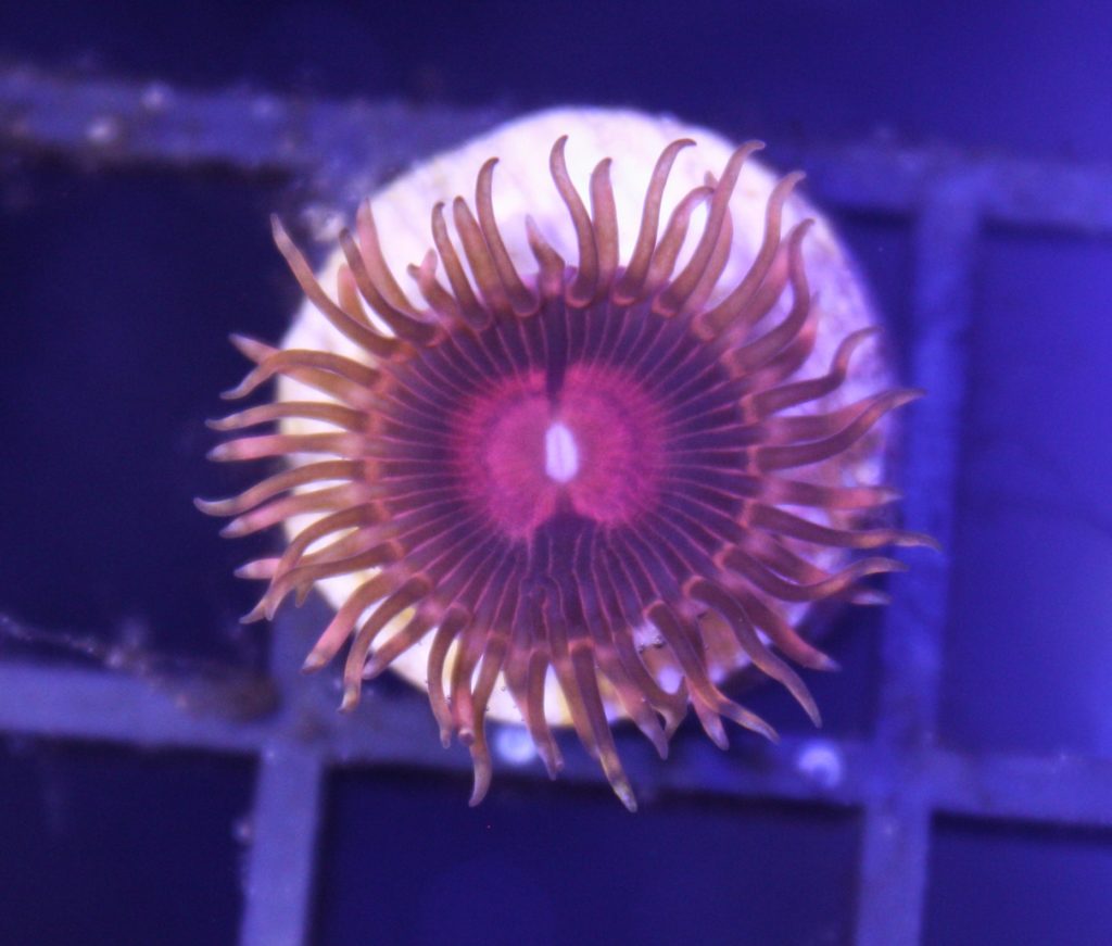 Frag Box Corals