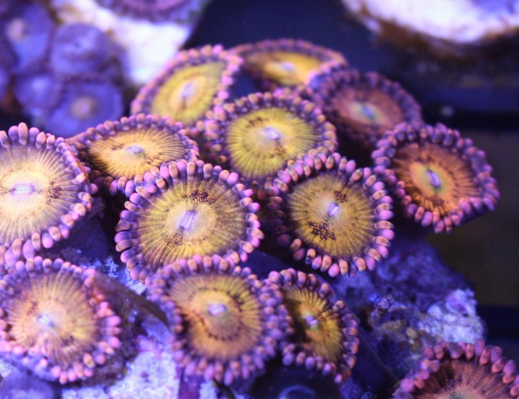 Frag Box Corals
