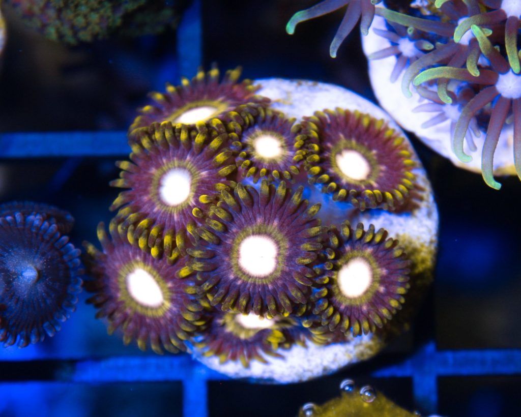 Frag Box Corals