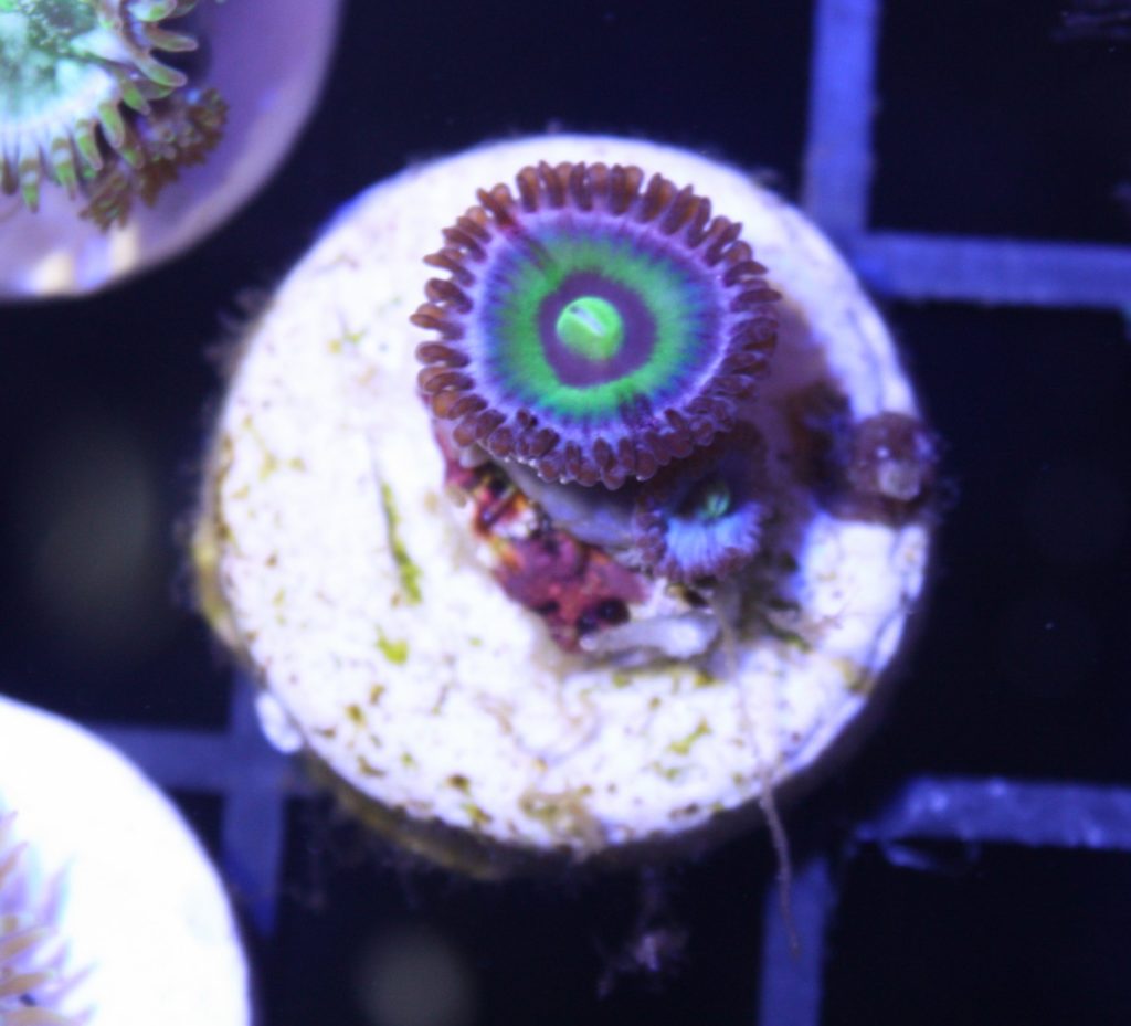 Frag Box Corals