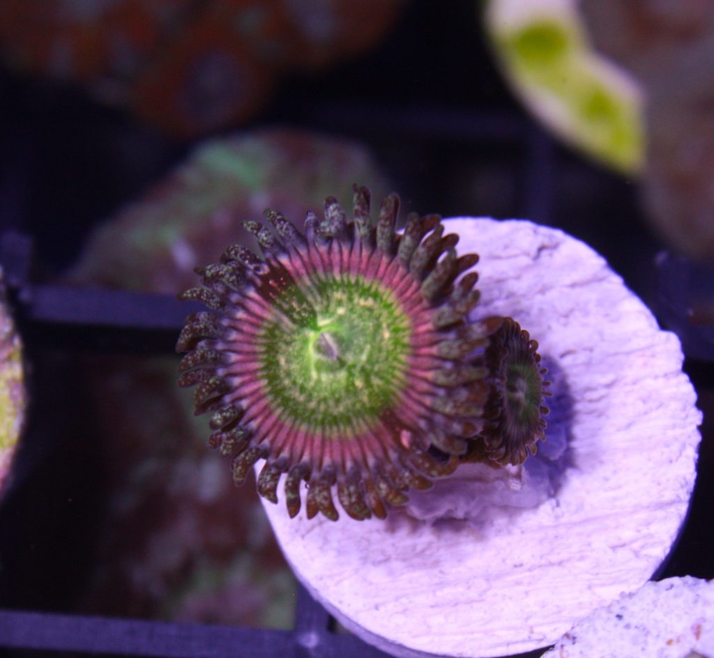 Frag Box Corals