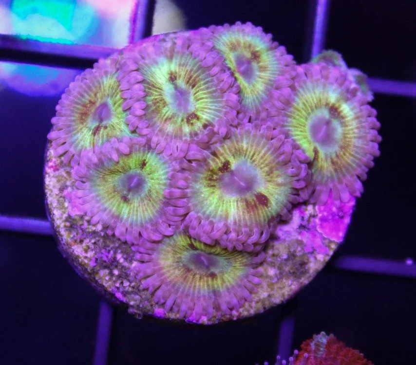 Frag Box Corals