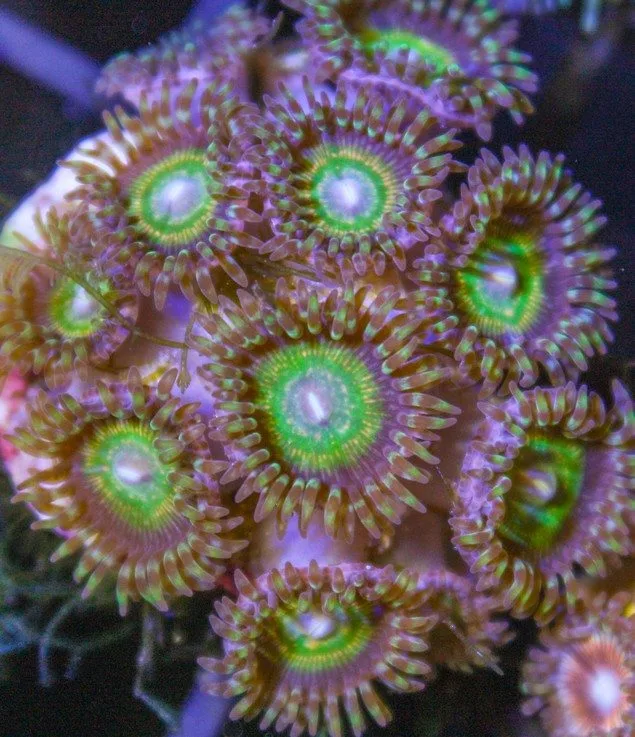 Frag Box Corals