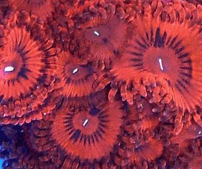 Frag Box Corals