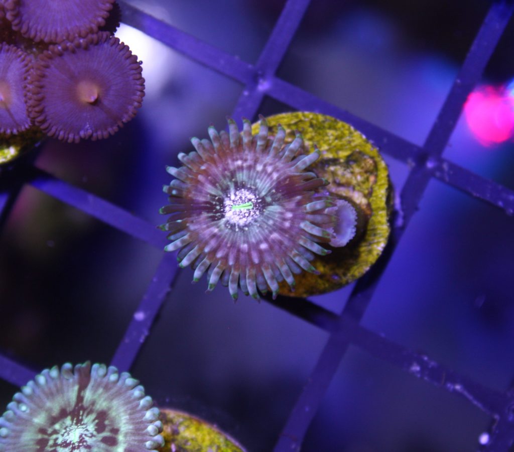 Frag Box Corals