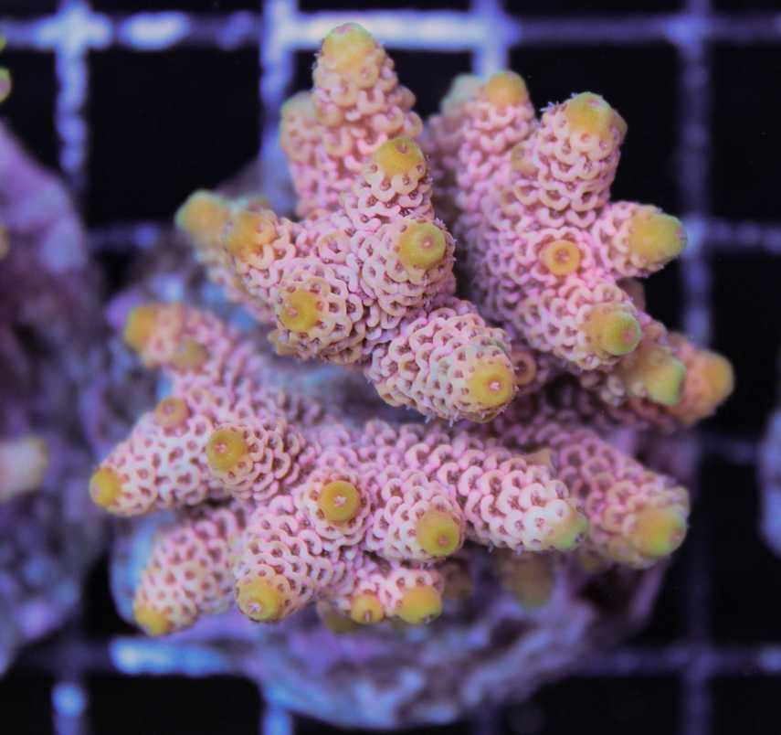 milipora coral