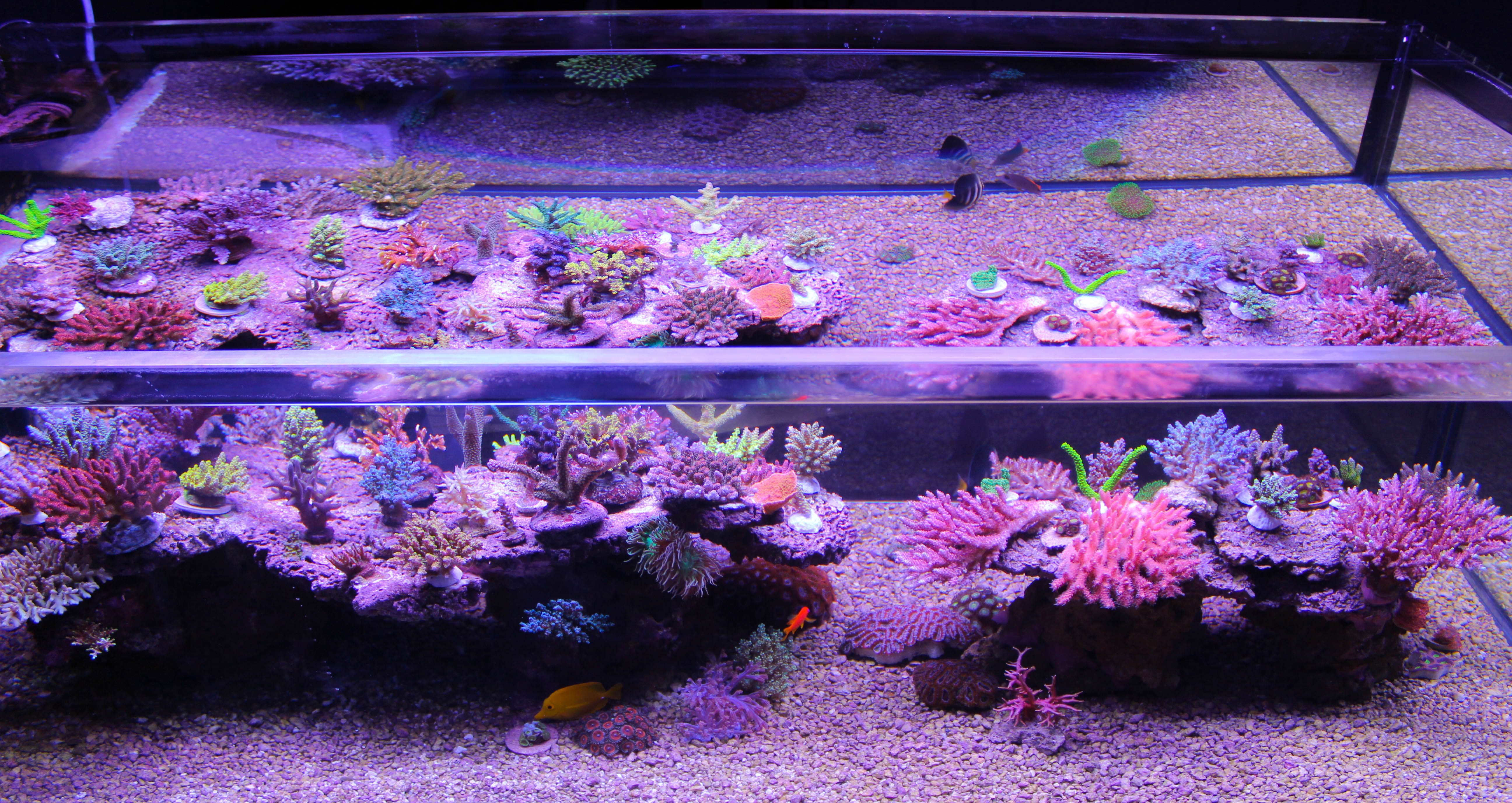 The secret to keeping Acropora and SPS - Frag Box Corals
