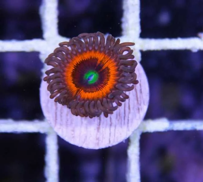 Frag Box Corals