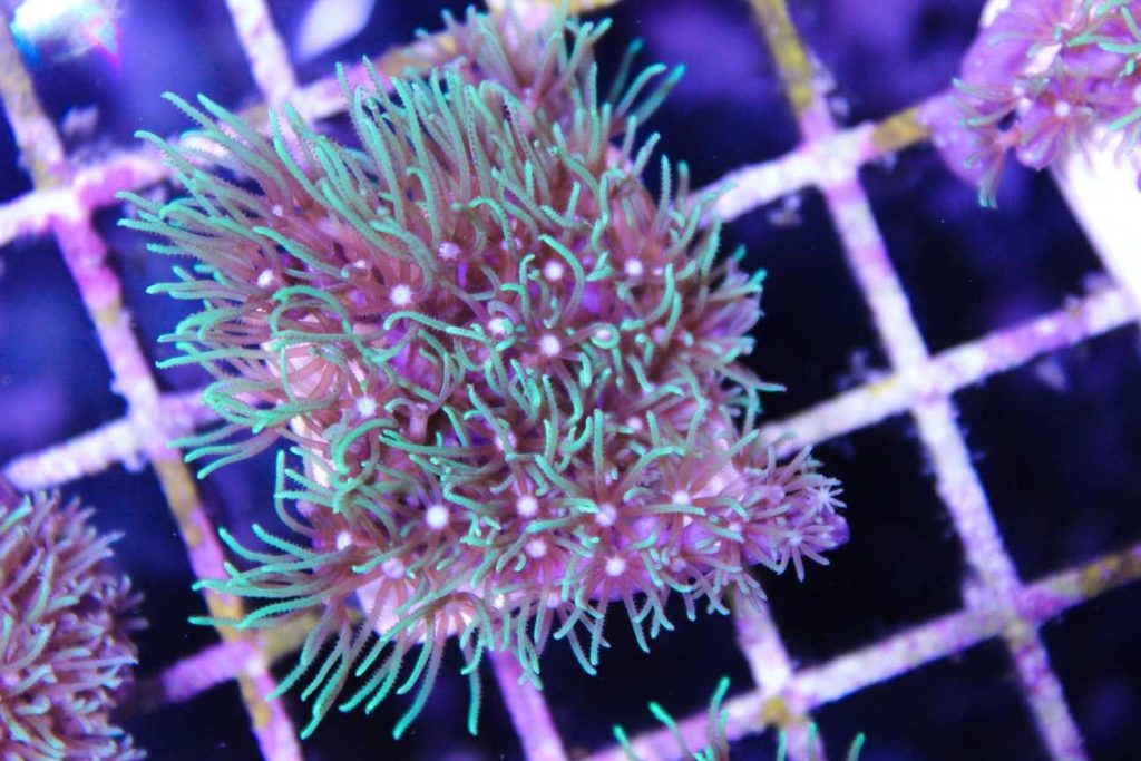 Frag Box Corals