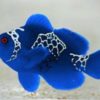 Blue lighting maroon clownfish! only 1 available