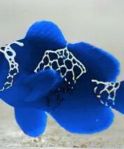 Blue lighting maroon clownfish! only 1 available