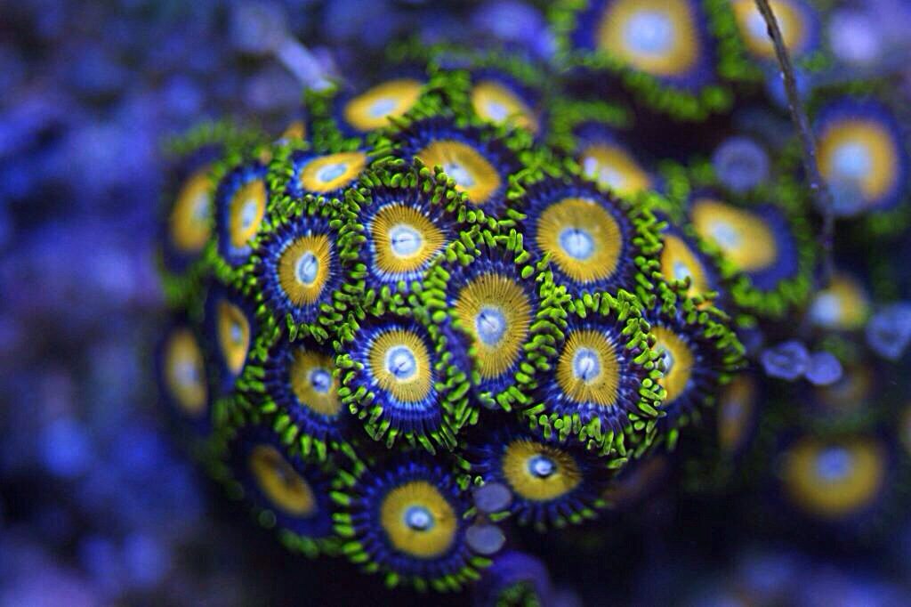 Frag Box Corals