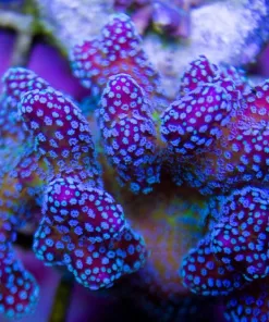 Blue Stylophora Frag