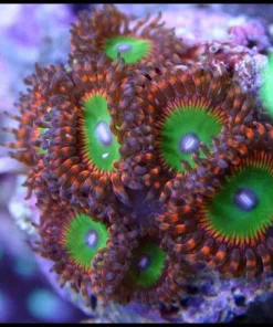 Candy Apple Red Palythoa pp