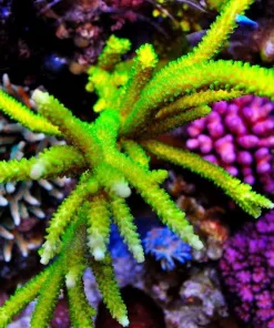 Bali Green Slimer Frag