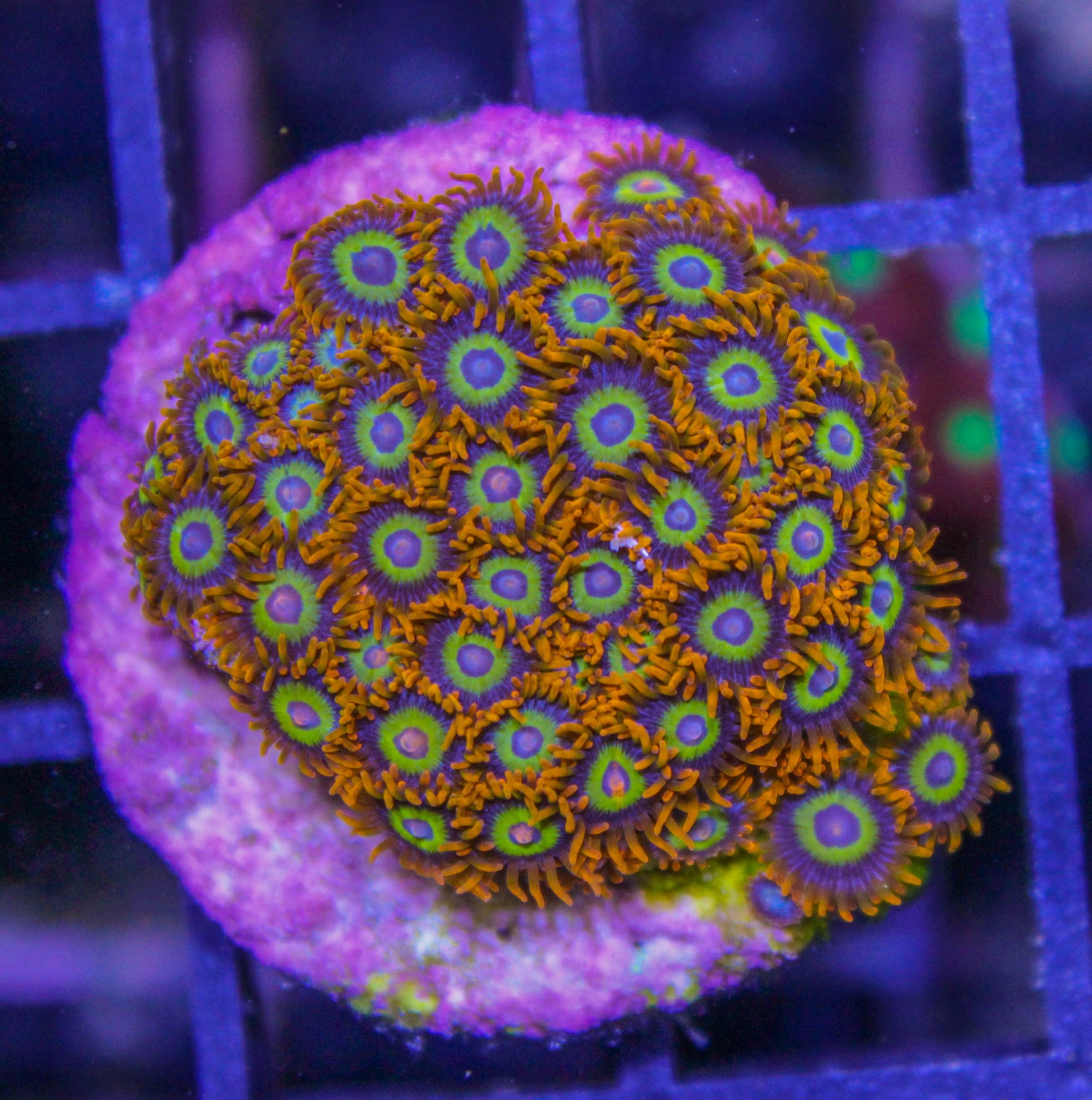 Fruit Loops Zoas - Frag Box Corals