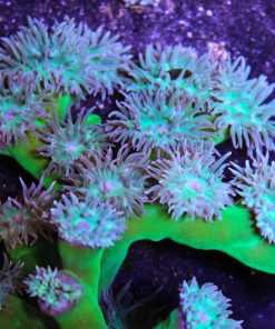 Aussie Branching Neon Duncan