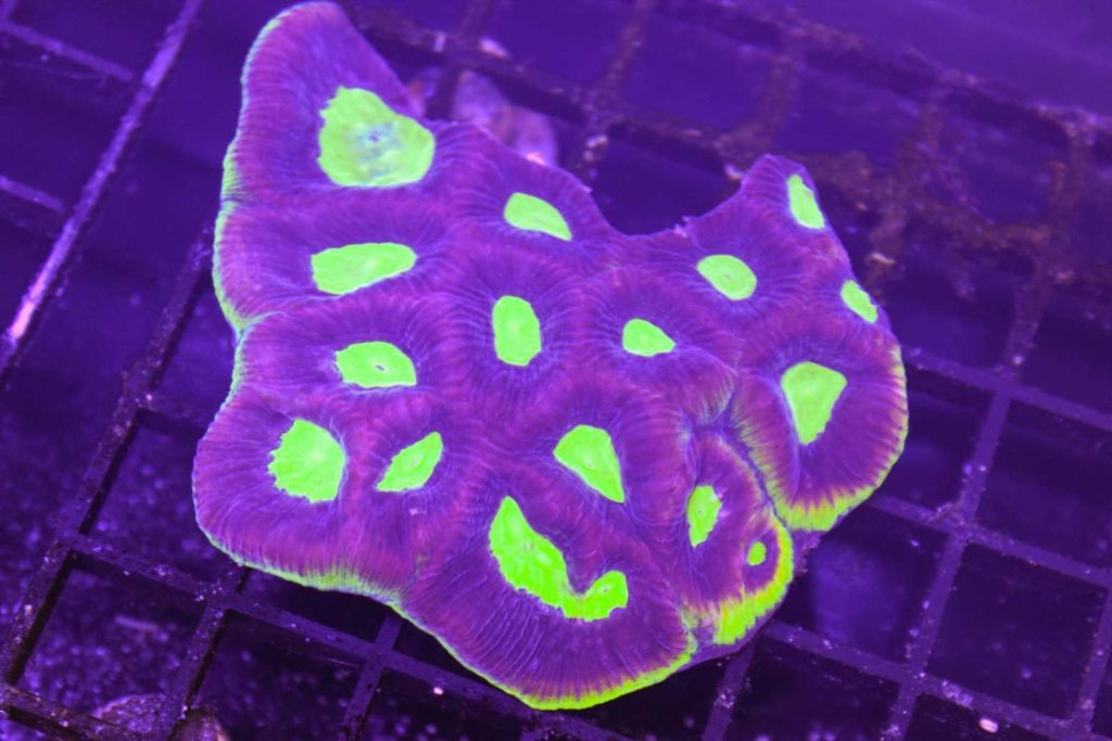Frag Box Corals